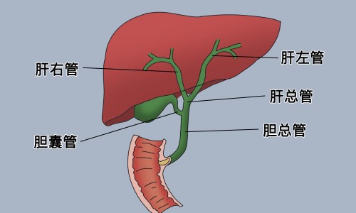 抗乳腺癌中药有哪些食物有哪些不能吃-抗乳腺癌中药有哪些食物有哪些网- 抗乳腺癌中药有哪些食物有哪些不能吃知识,分享治疗乳腺癌的中药处方有哪些